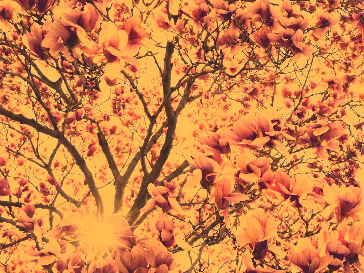 Магнолия обои