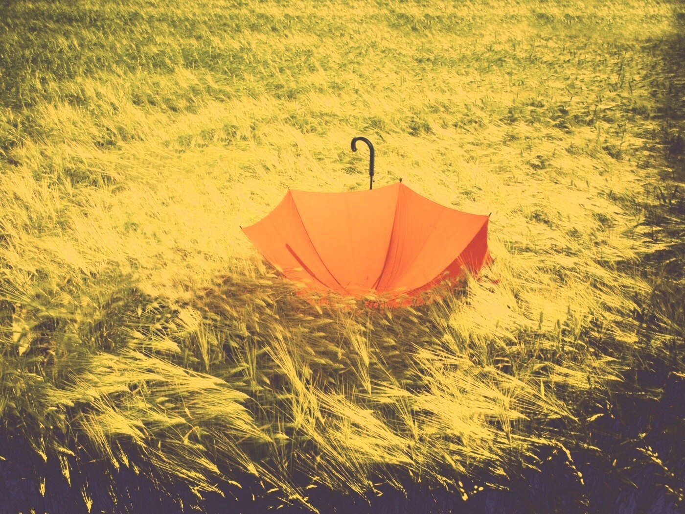 Зонт на траве обои