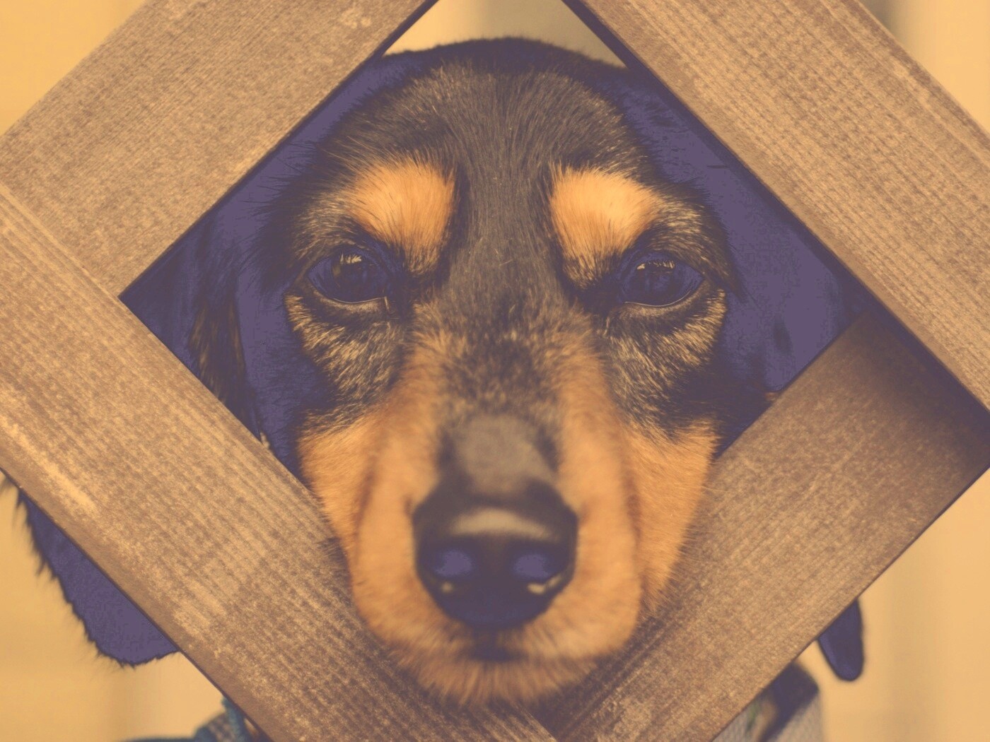 Мордочка в заборе обои