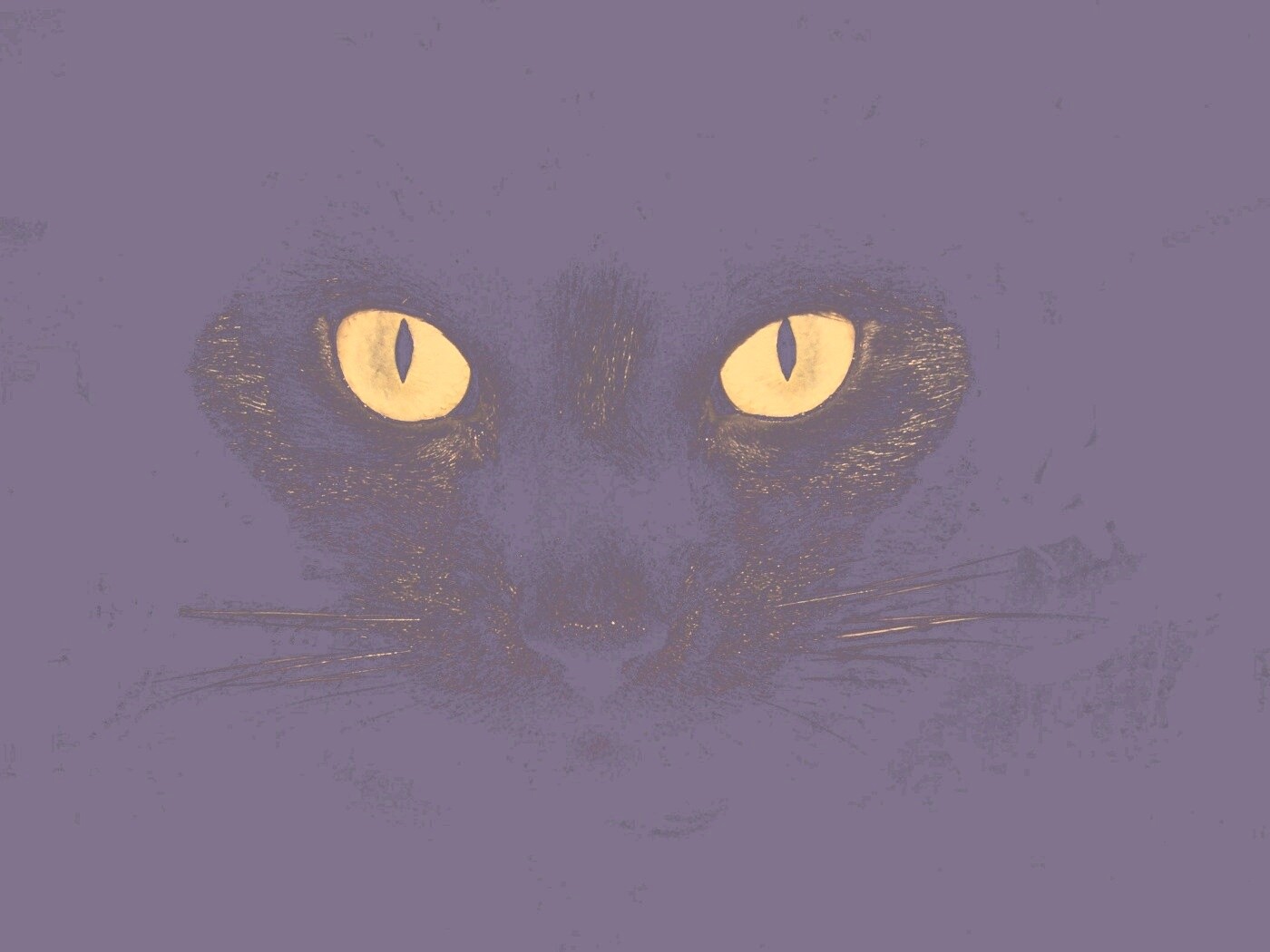 Черный кот обои