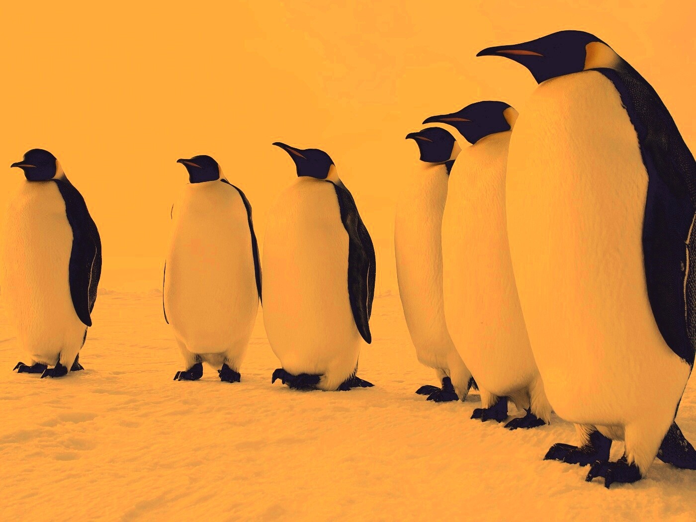 Слет пингвинов обои