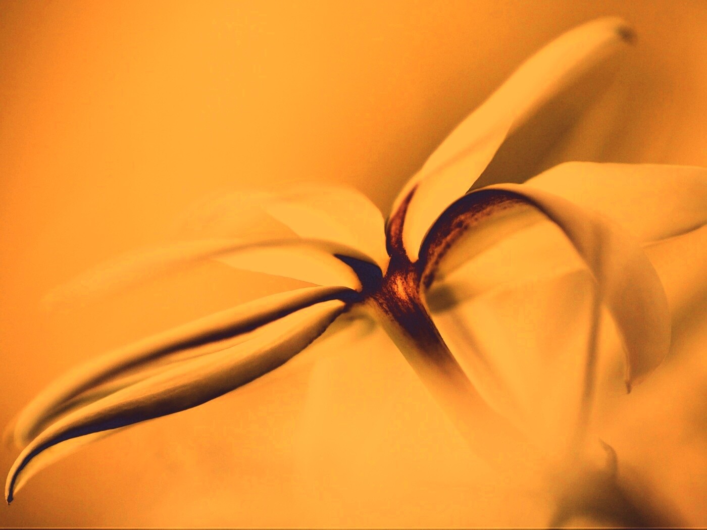 Цветок обои