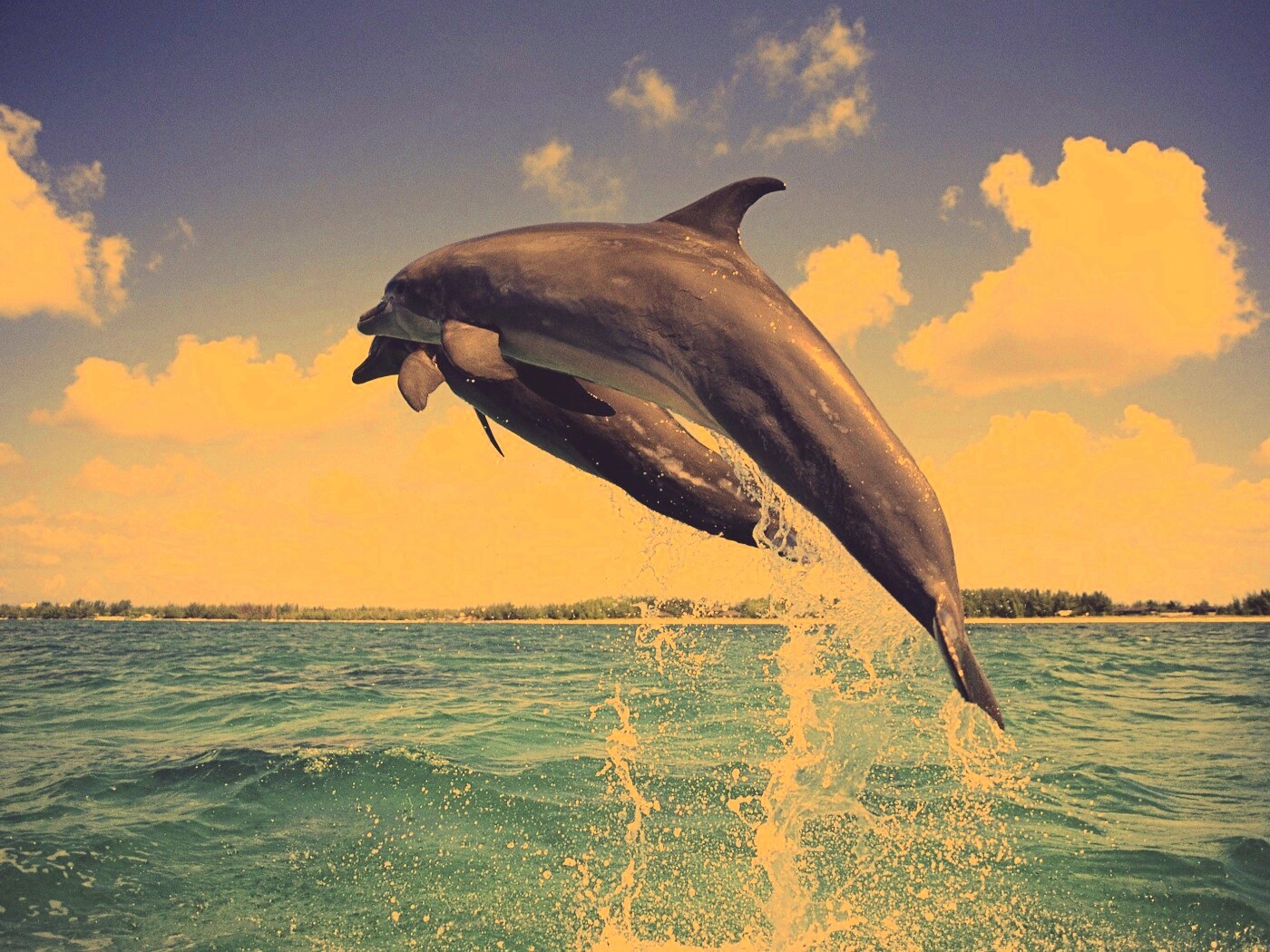 Дельфины обои