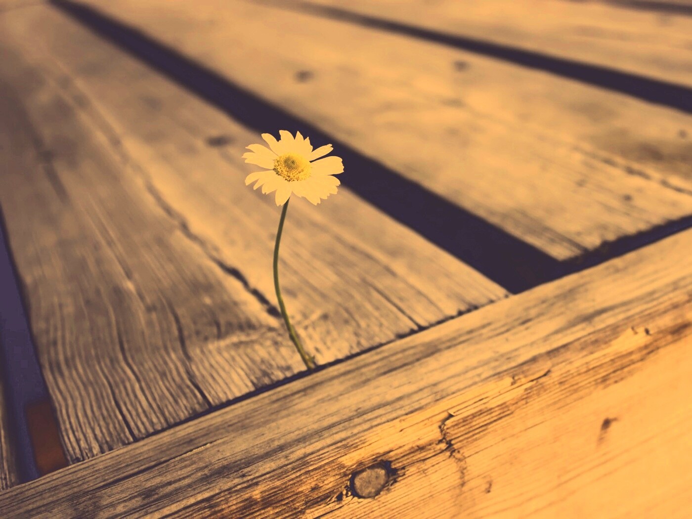 Жизнь среди смерти обои