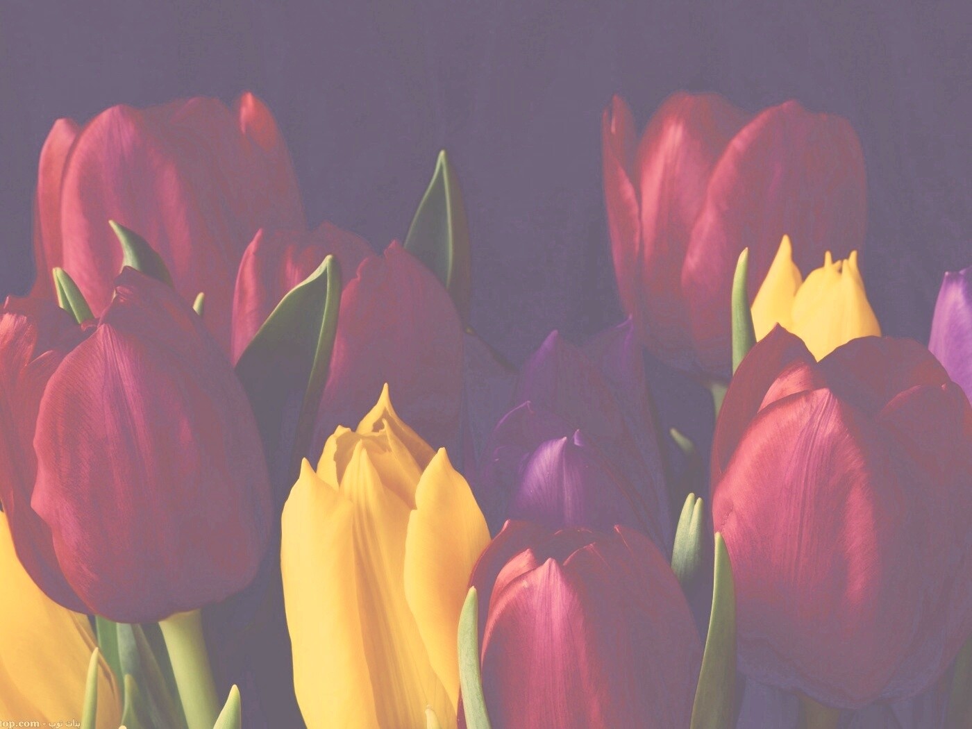 Тюльпаны обои