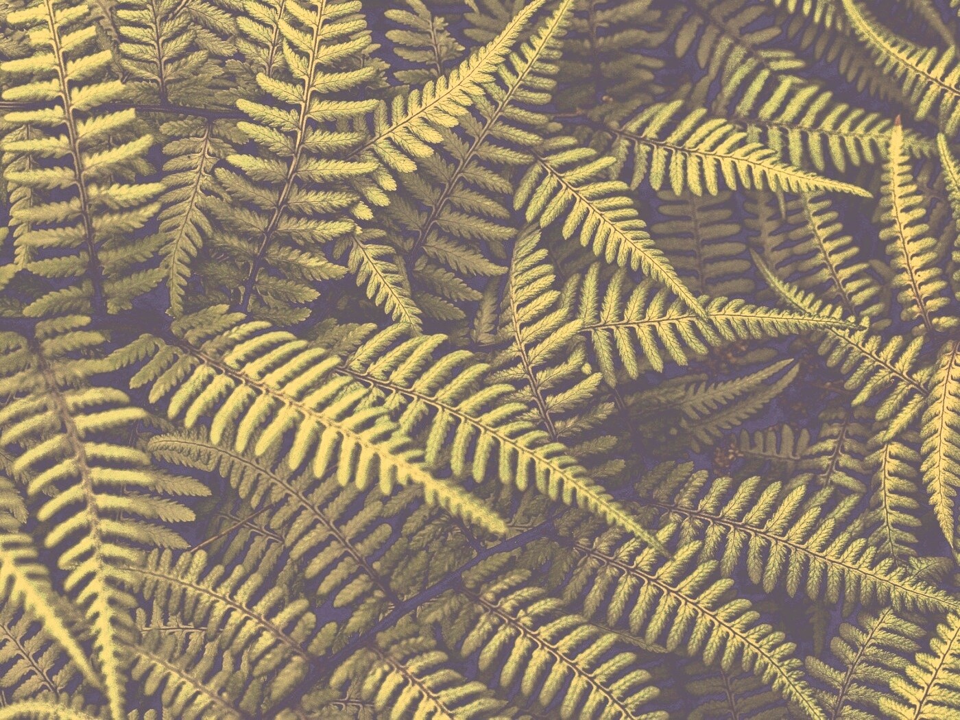 Папоротник обои