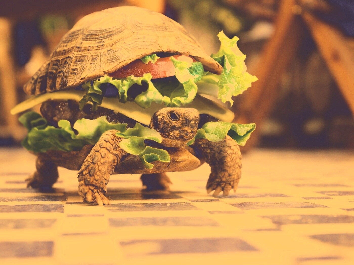 Черепахбургер обои