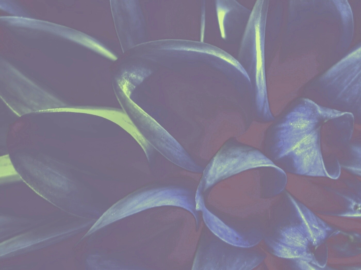 Лепестки обои