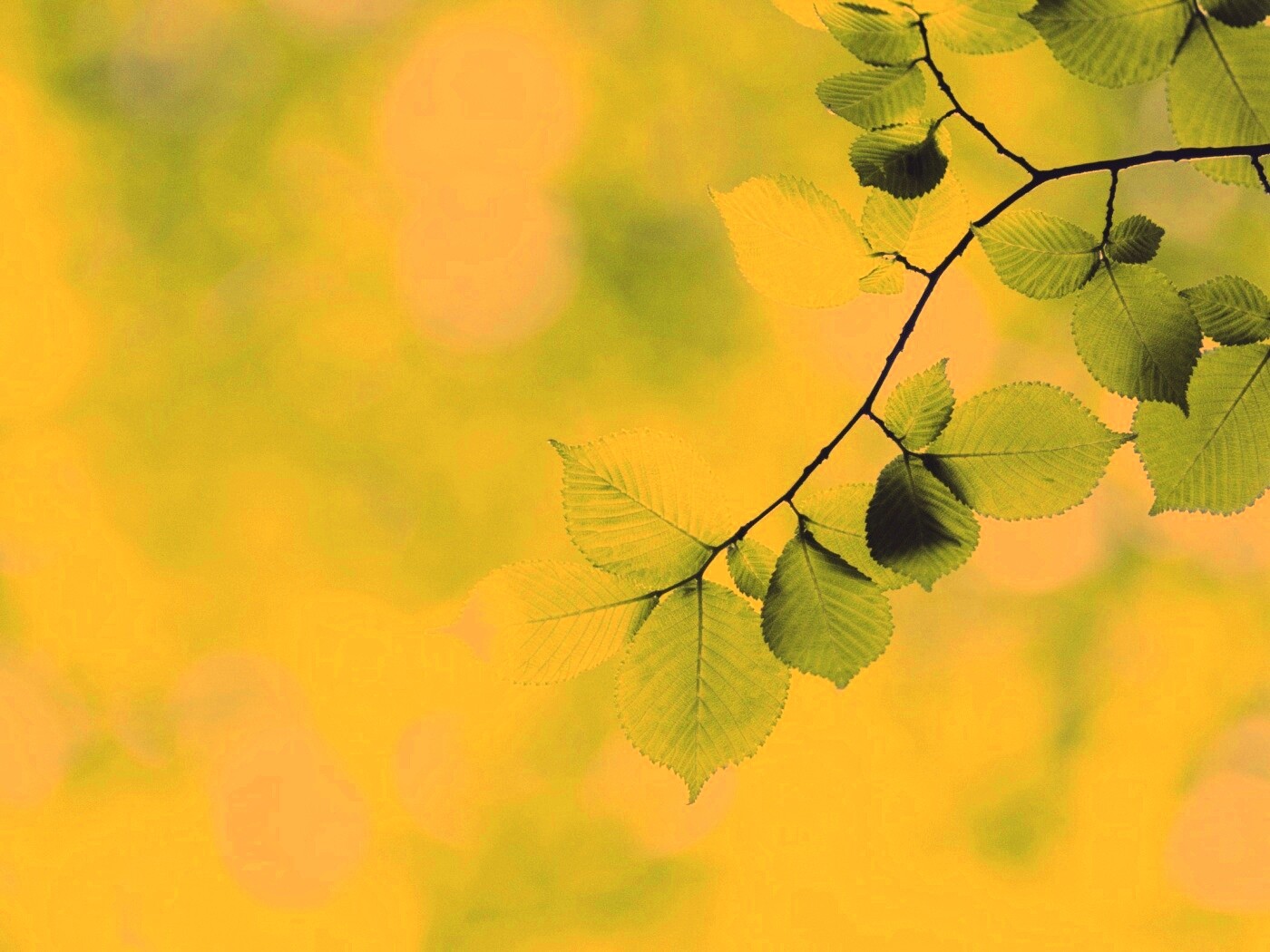 Зеленая ветка с листьями обои