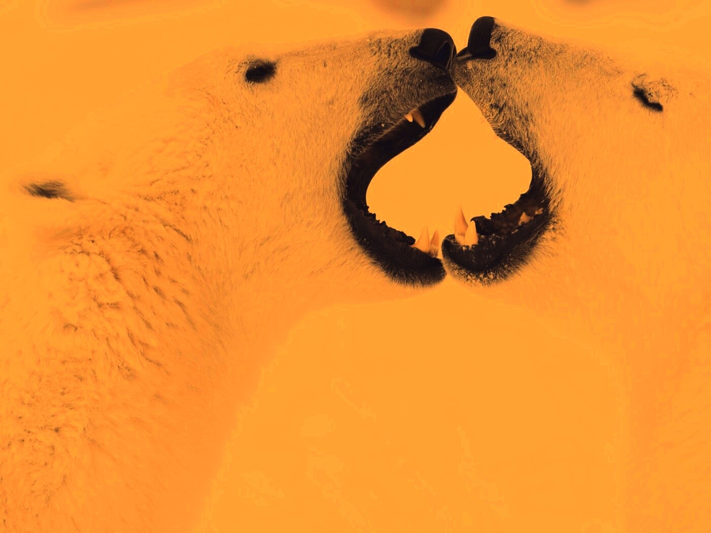 Полярные медведи обои