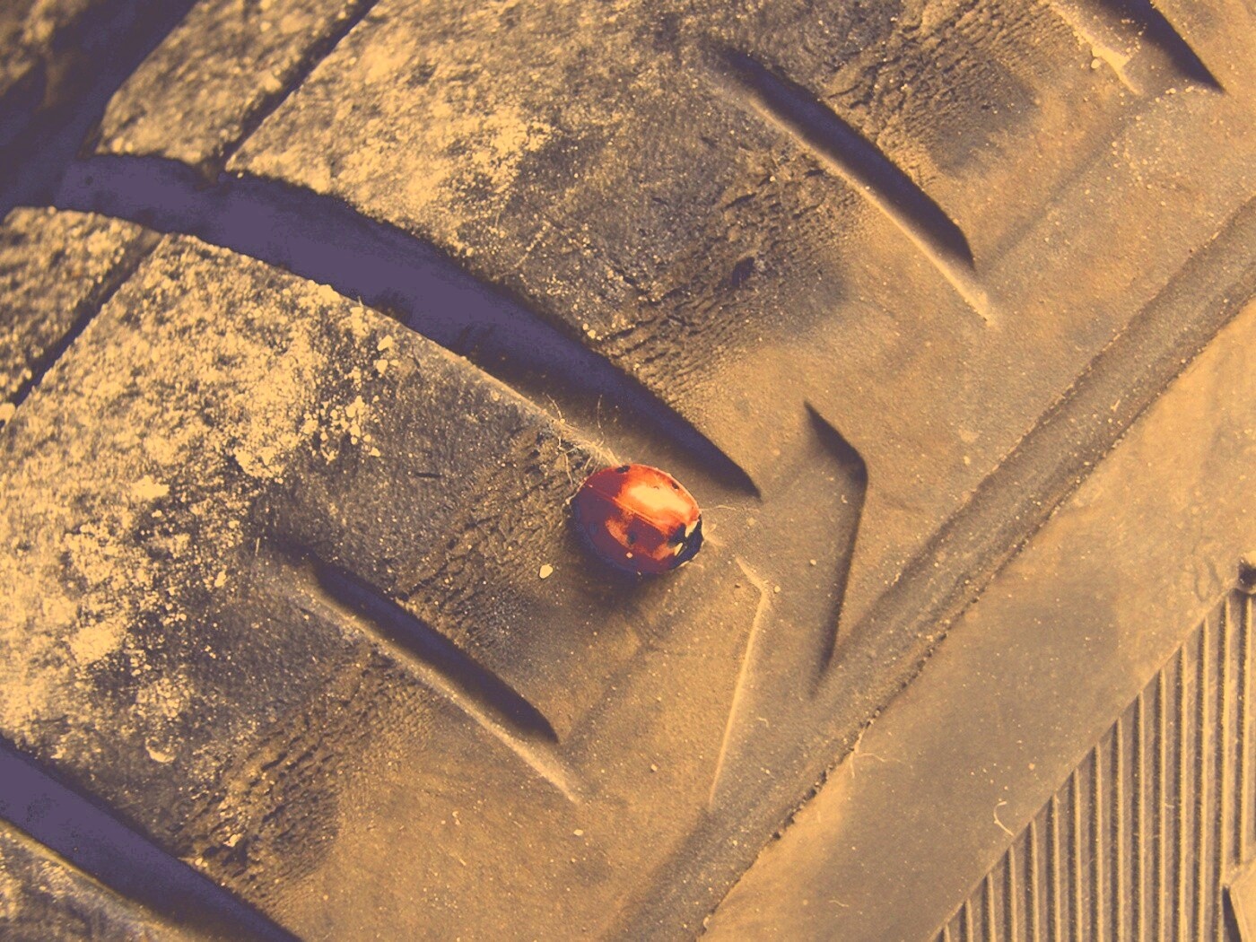 Божья коровка на автомобильной покрышке обои