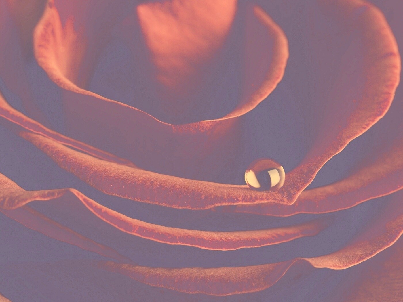 Капля воды на лепестке розы обои