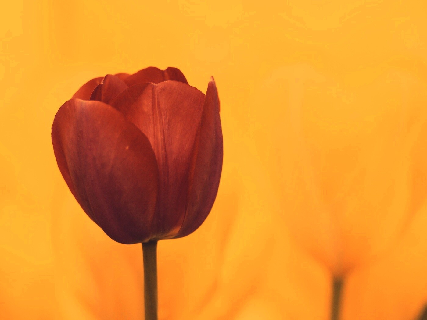 Красный тюльпан обои