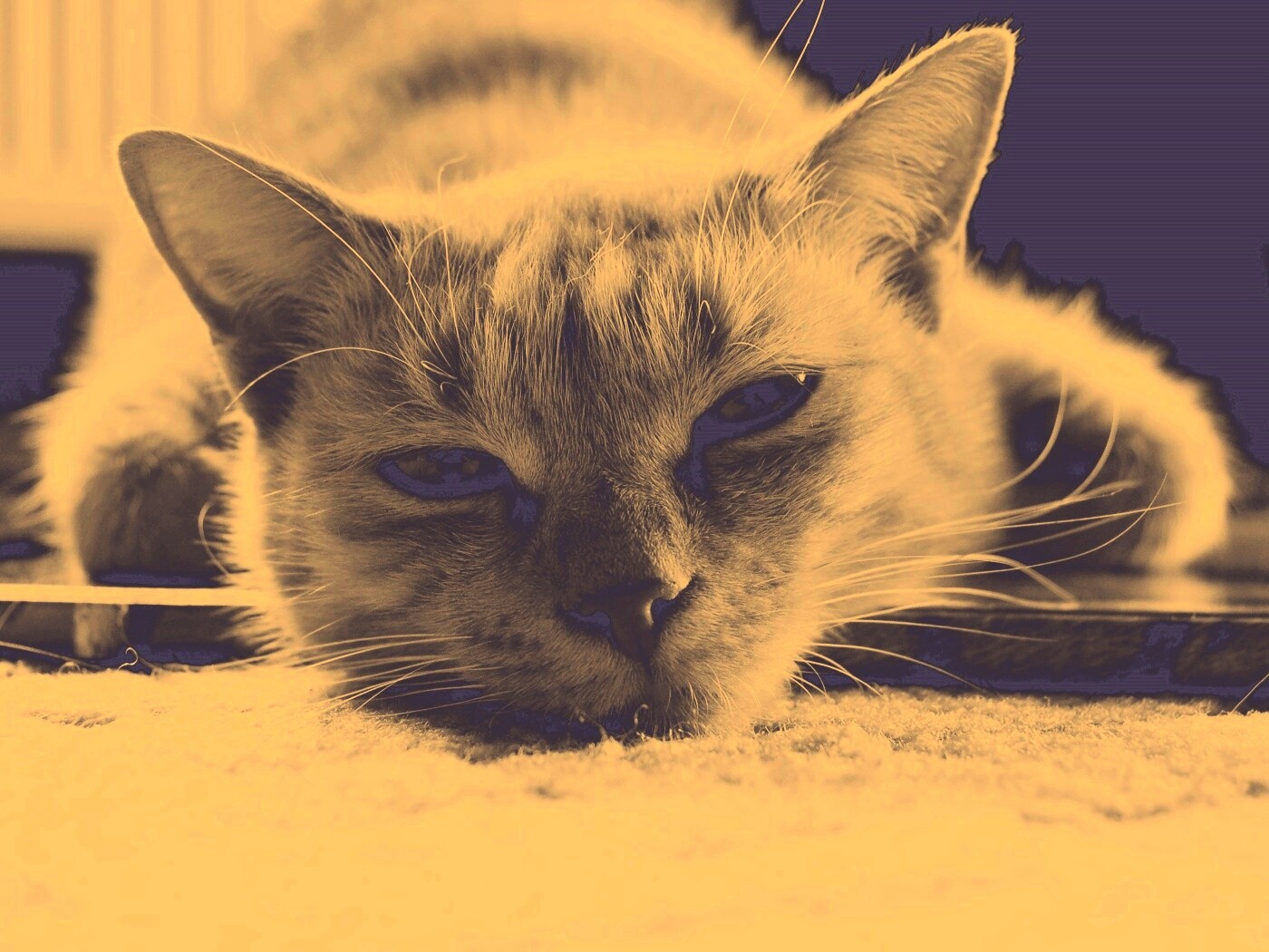 Кошара обои