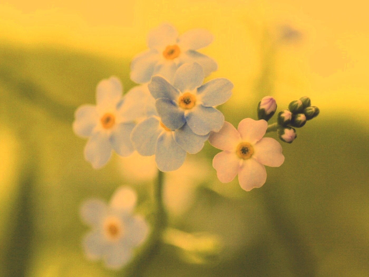 Обои цветов обои