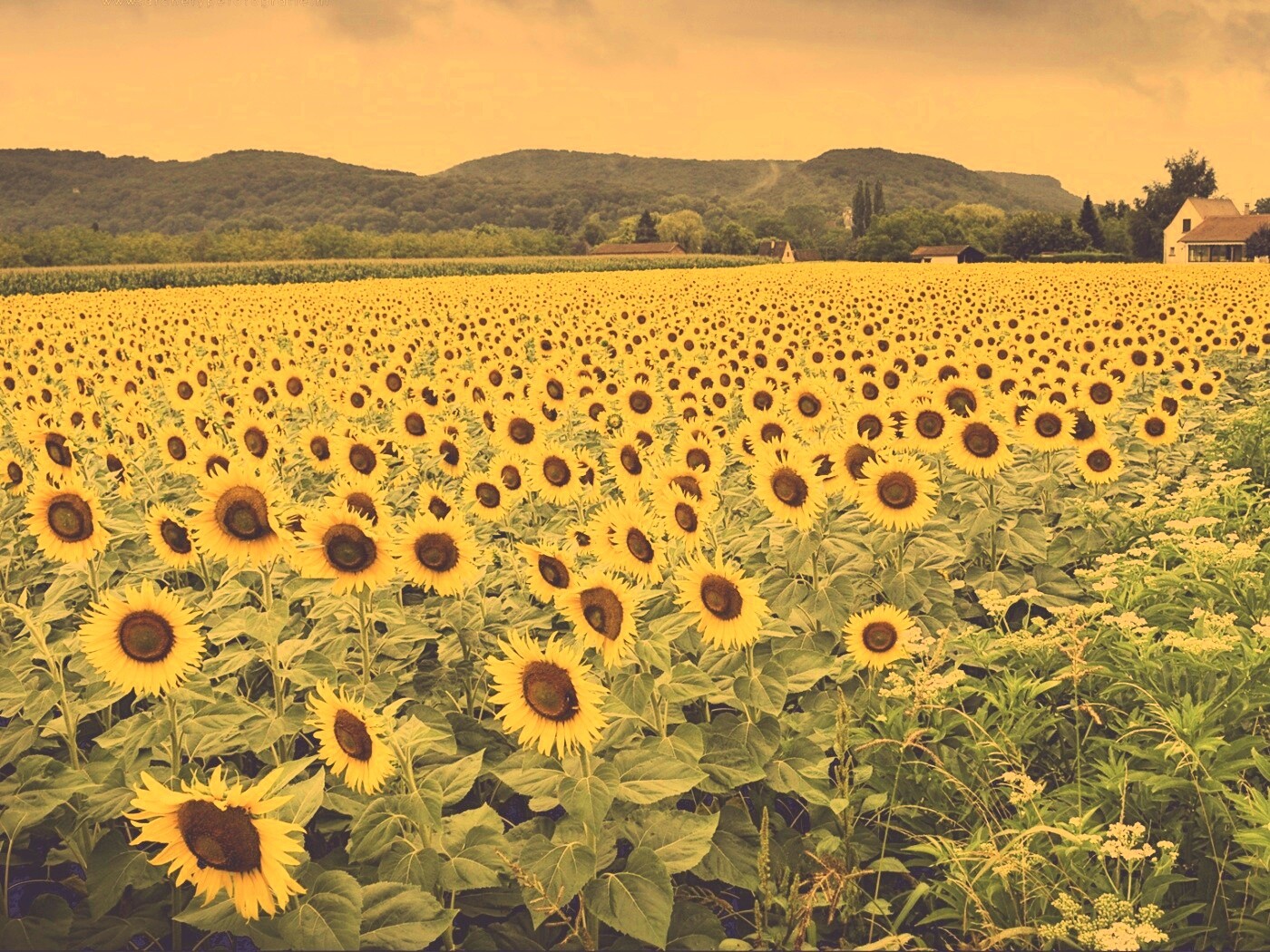 Живописное поле подсолнухов обои