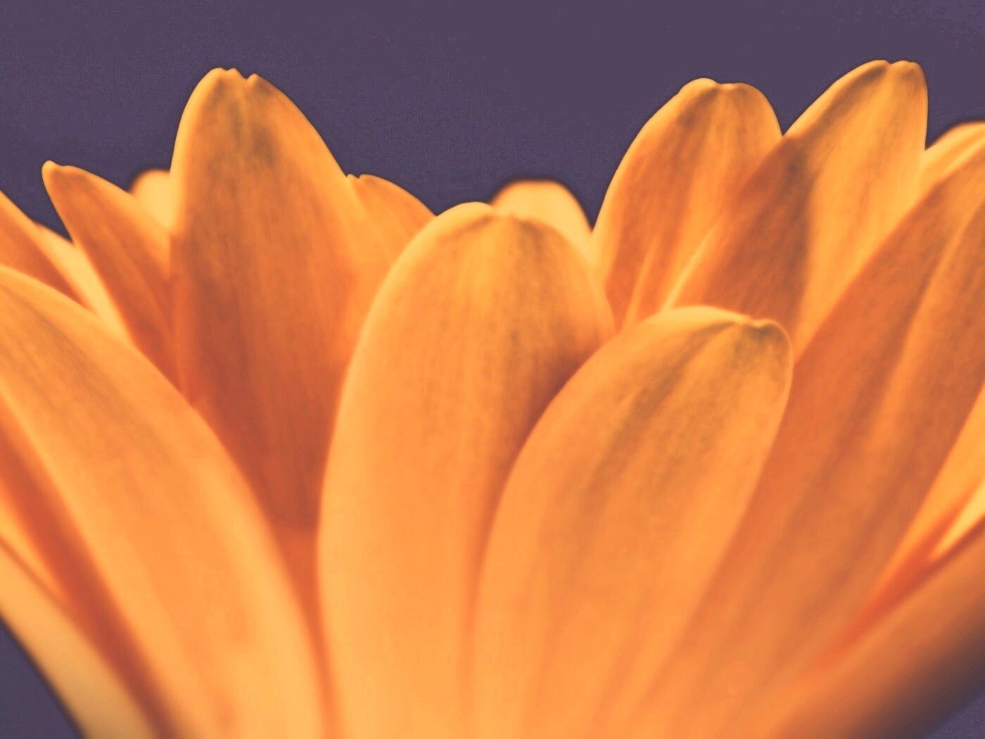 Цветочные лепестки обои