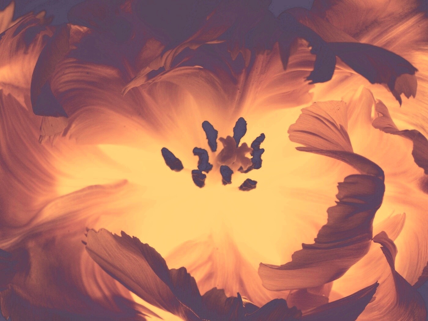 Пылающий цветок обои