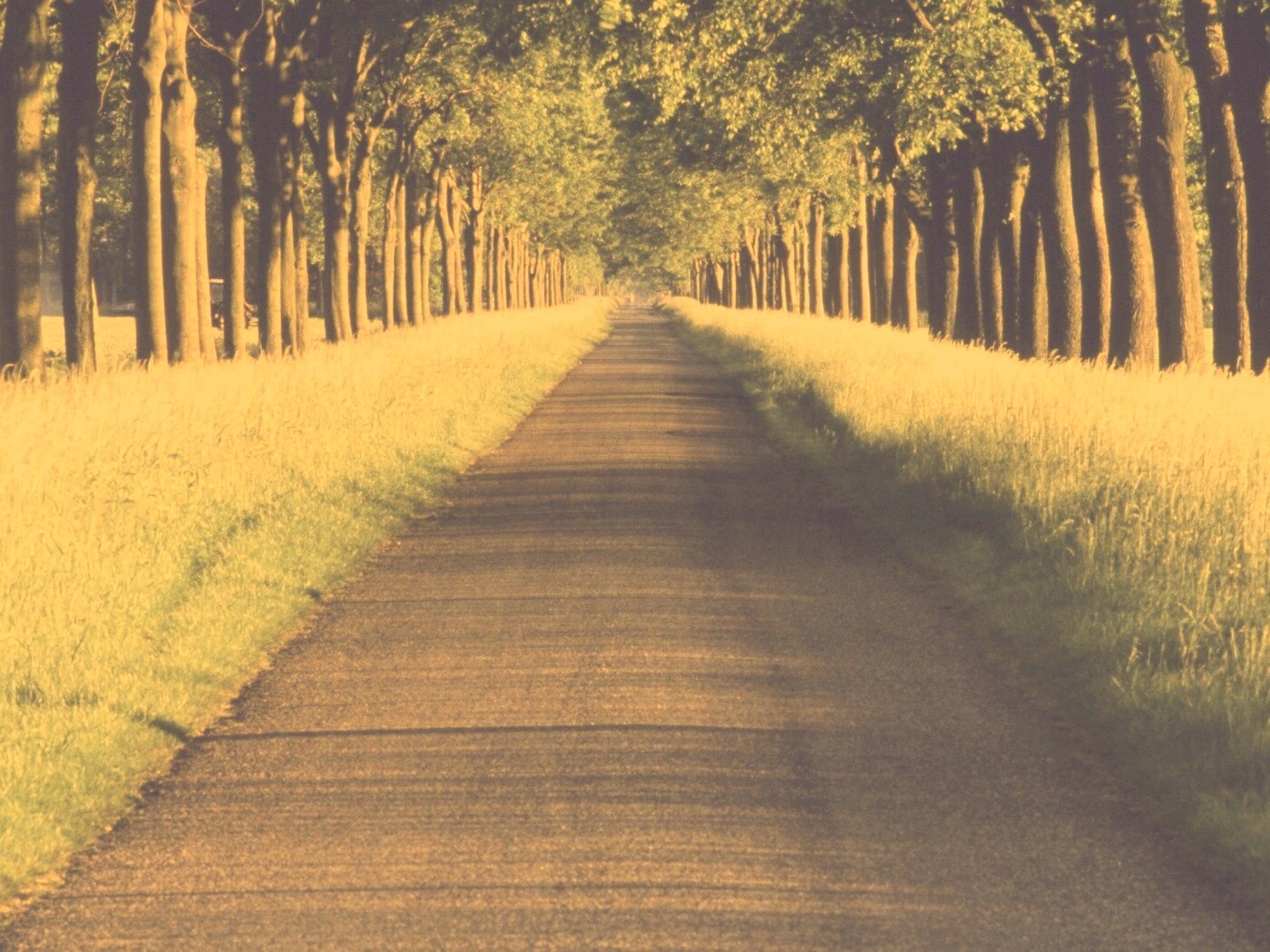 Живописная аллея обои