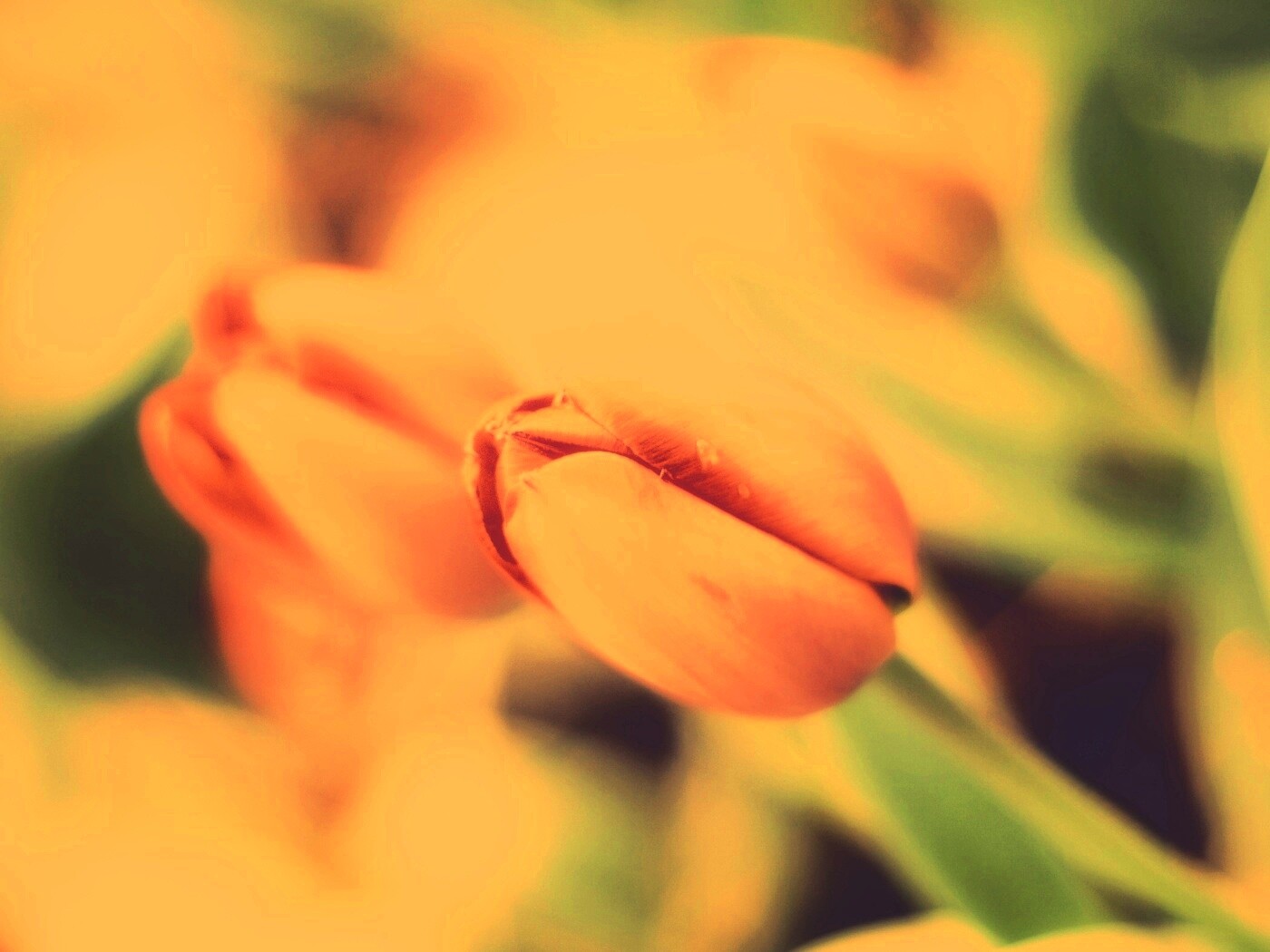 Красивый тюльпан обои