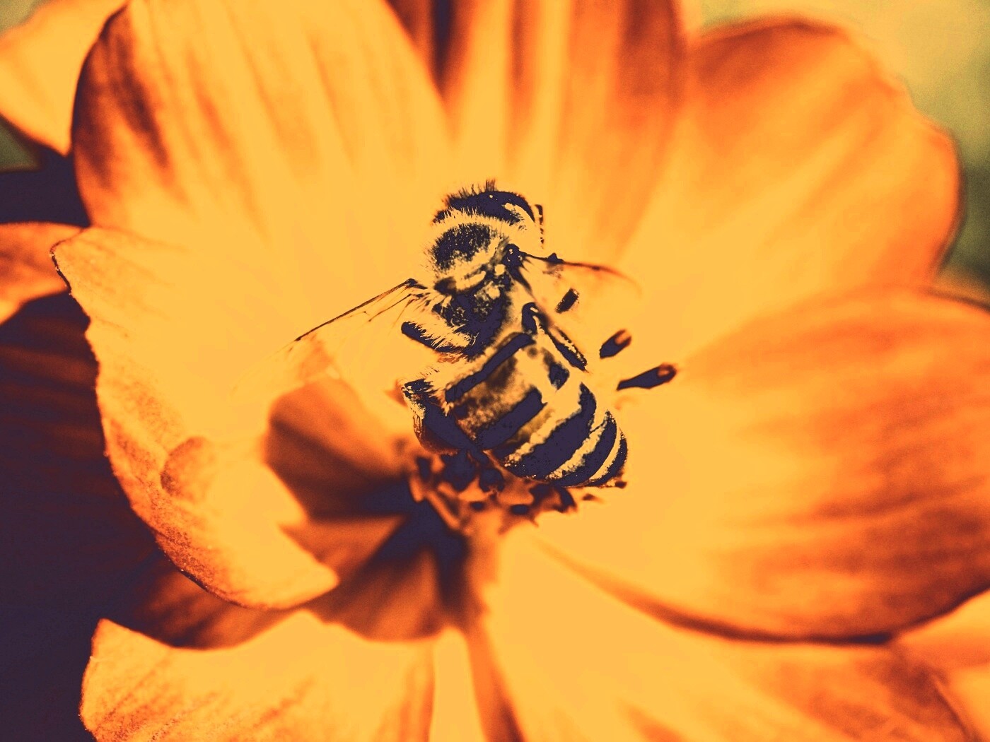 Пчела на цветке обои