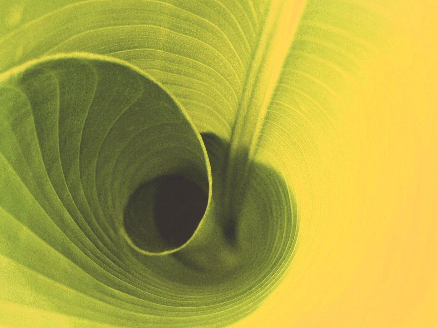 Зеленый лист трубочкой обои