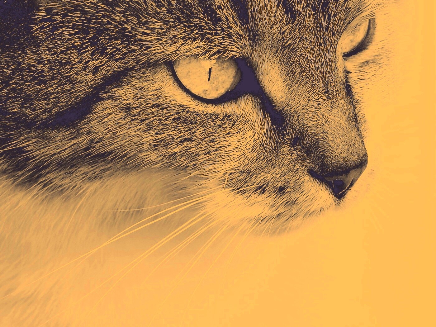 Очень красивый кот обои