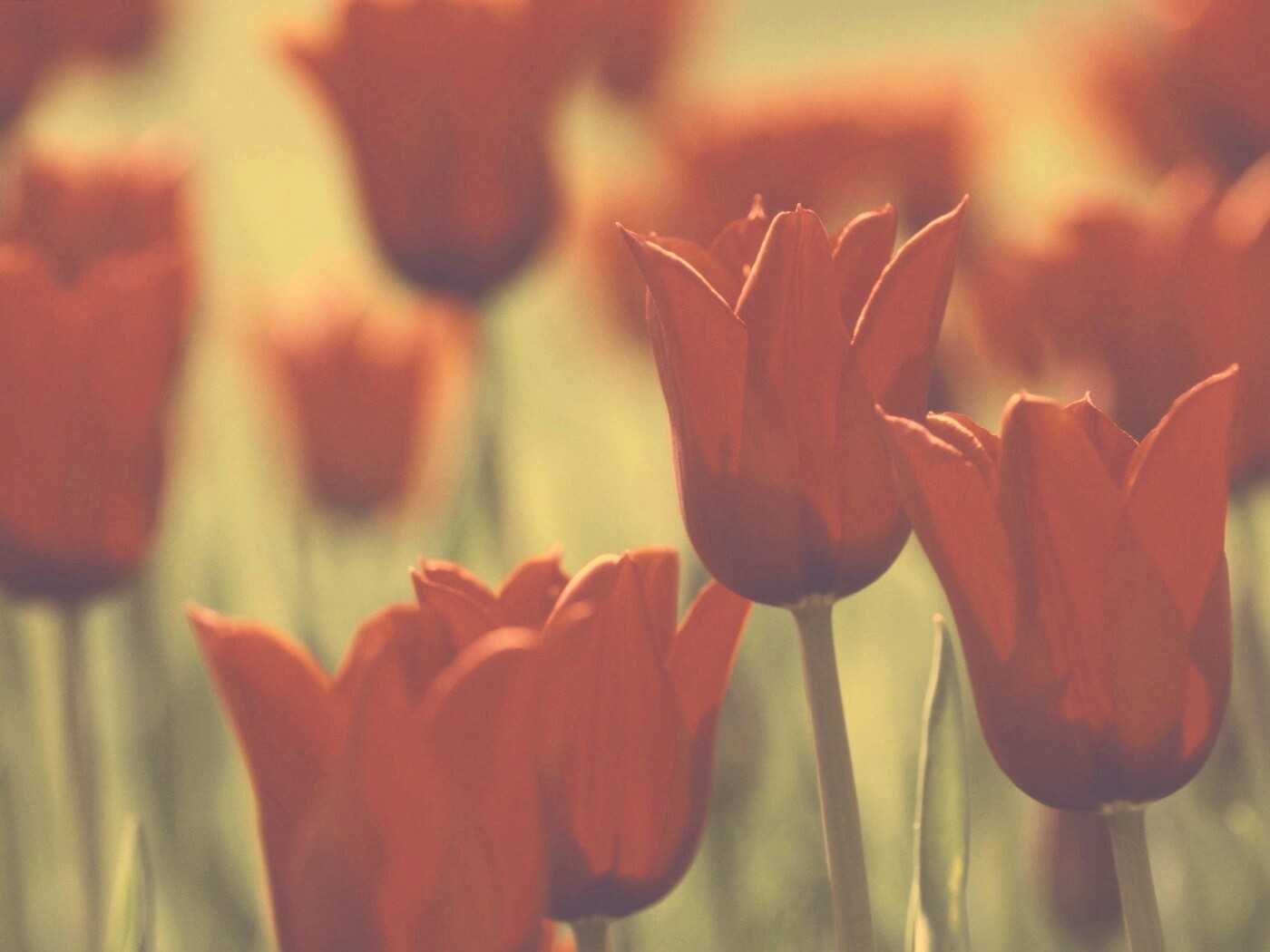 Красные цветы обои