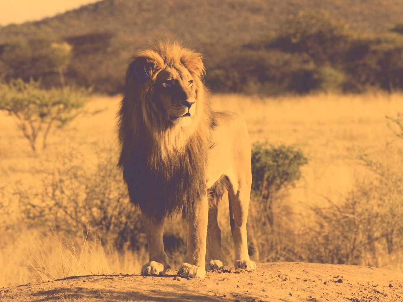 Царь зверей обои
