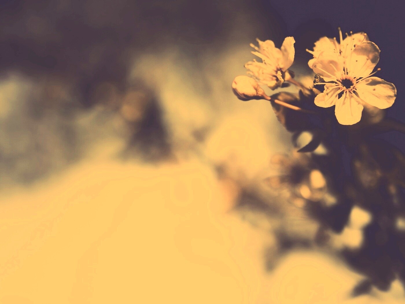 Цветок вишни обои