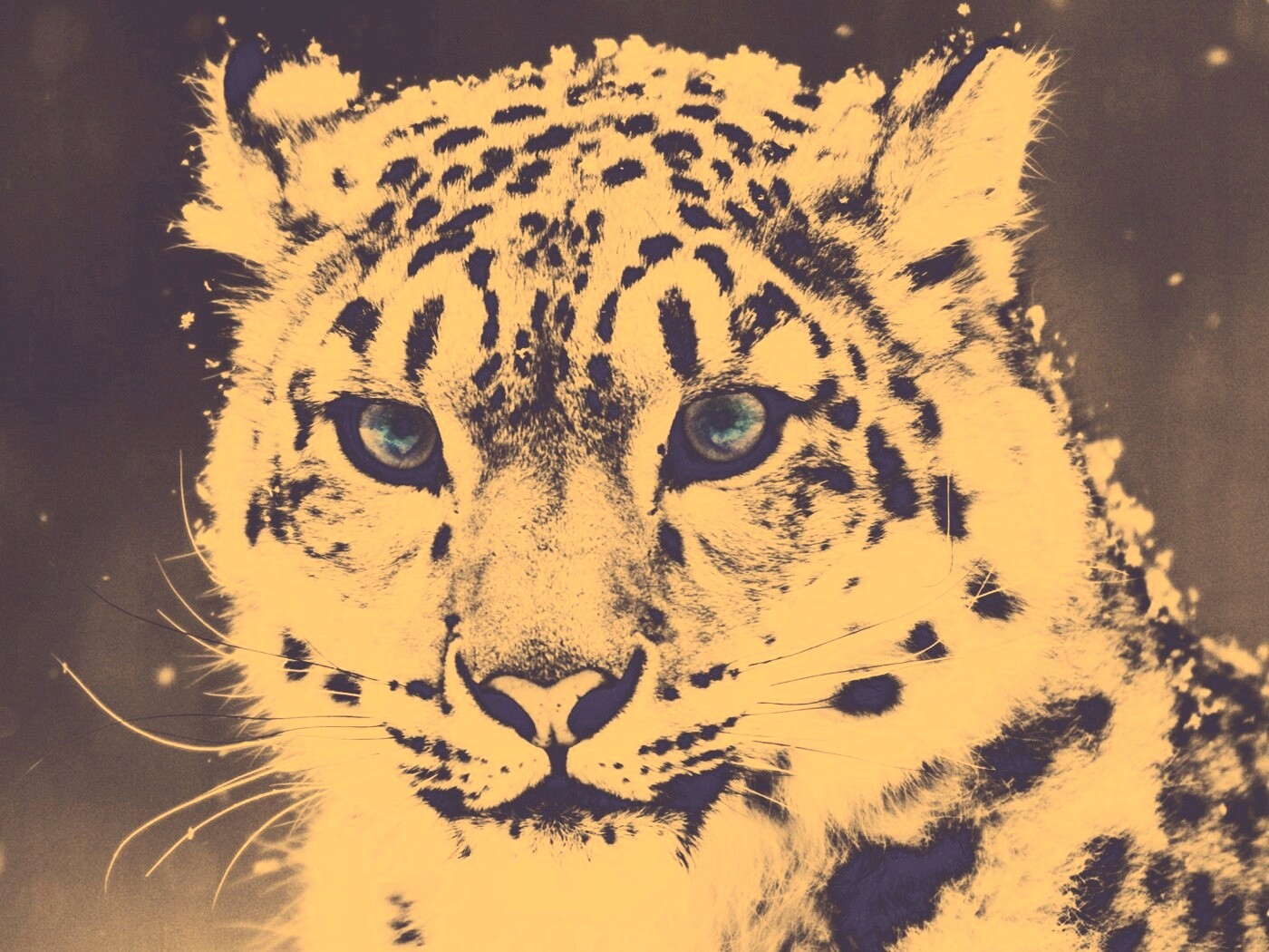 Снежный барс обои