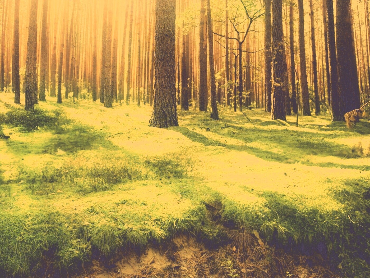 Солнечный лес обои