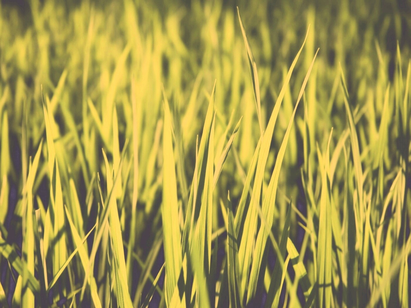 Яркая сочная трава обои