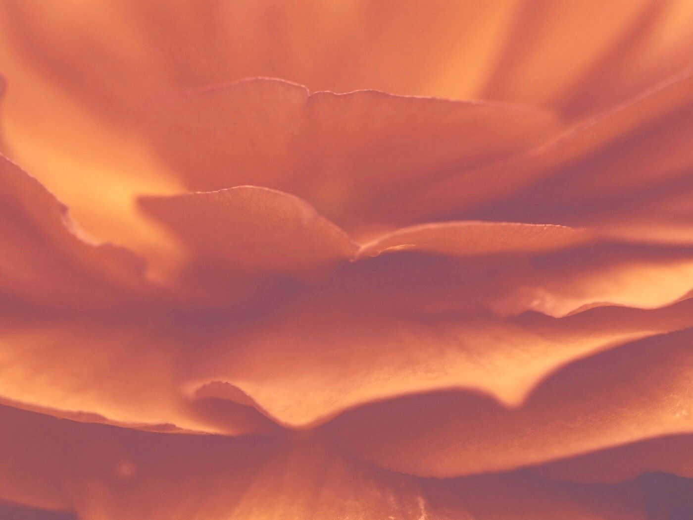 Лепестки красного цветка обои