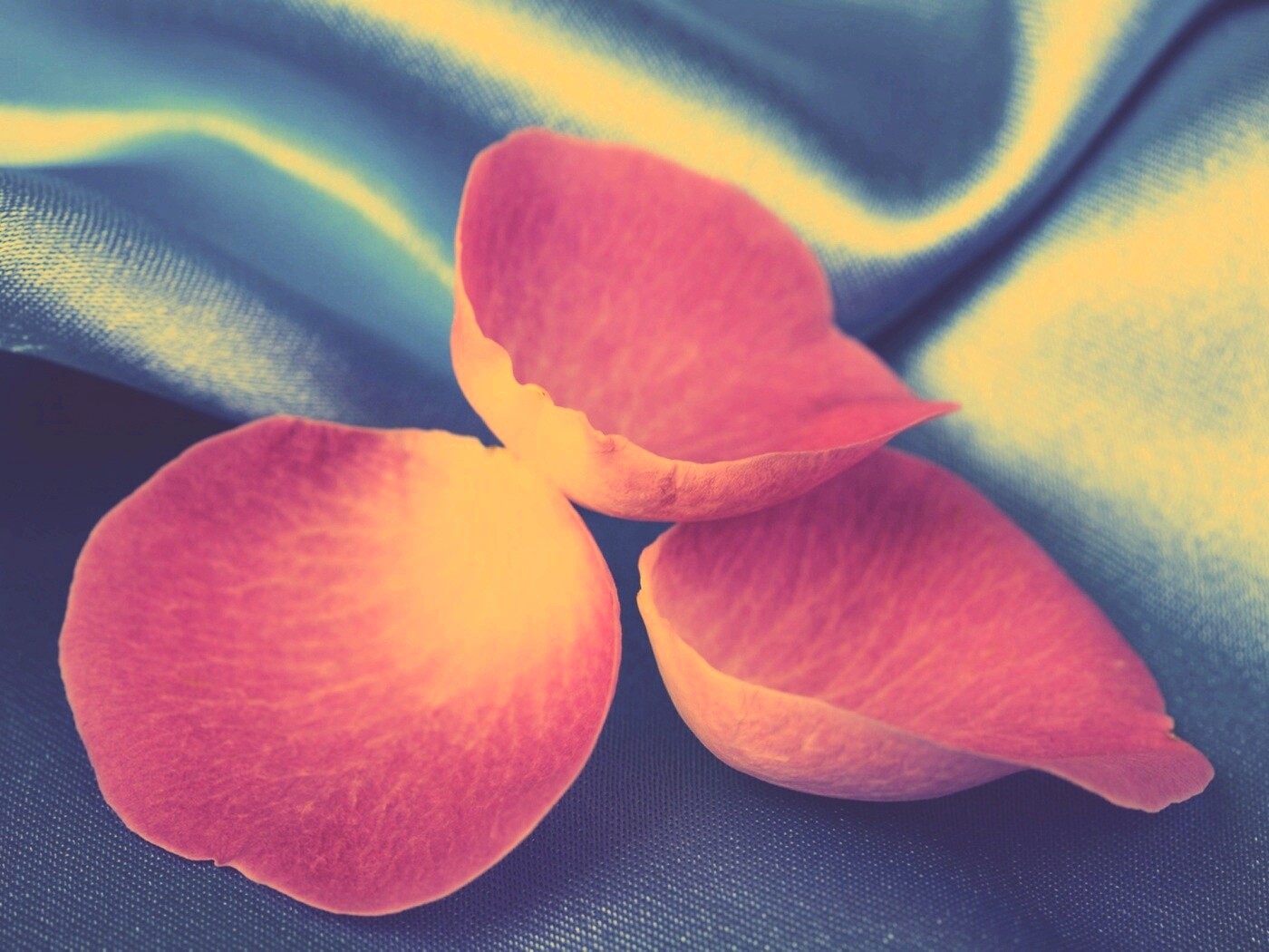 Лепестки розы на голубой ткани обои