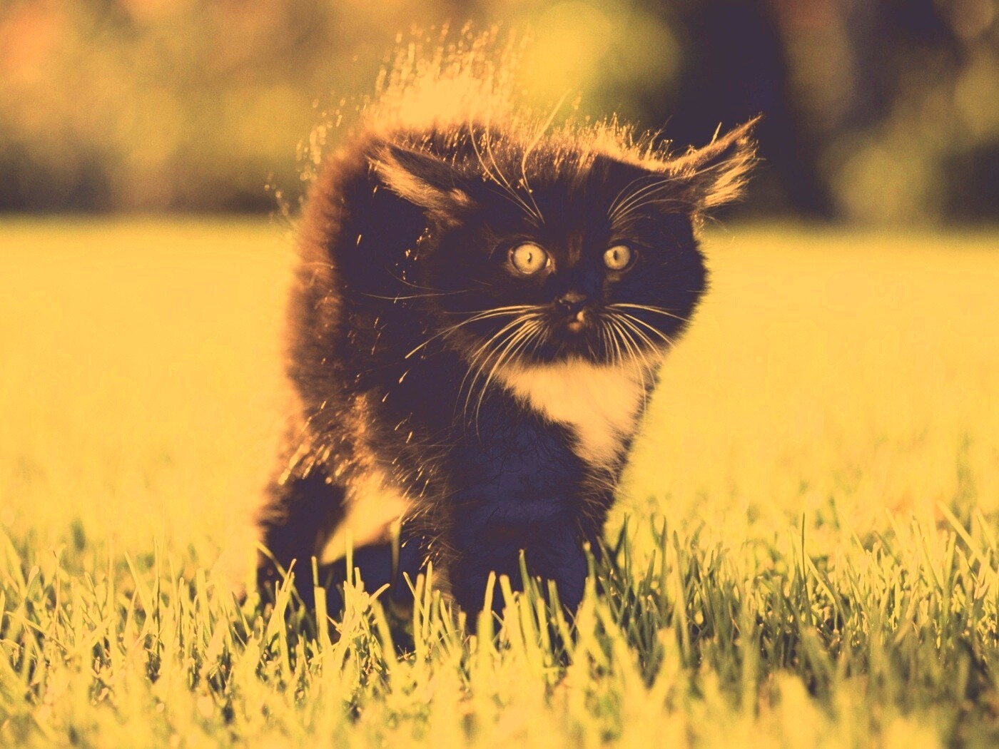 Кот воитель обои