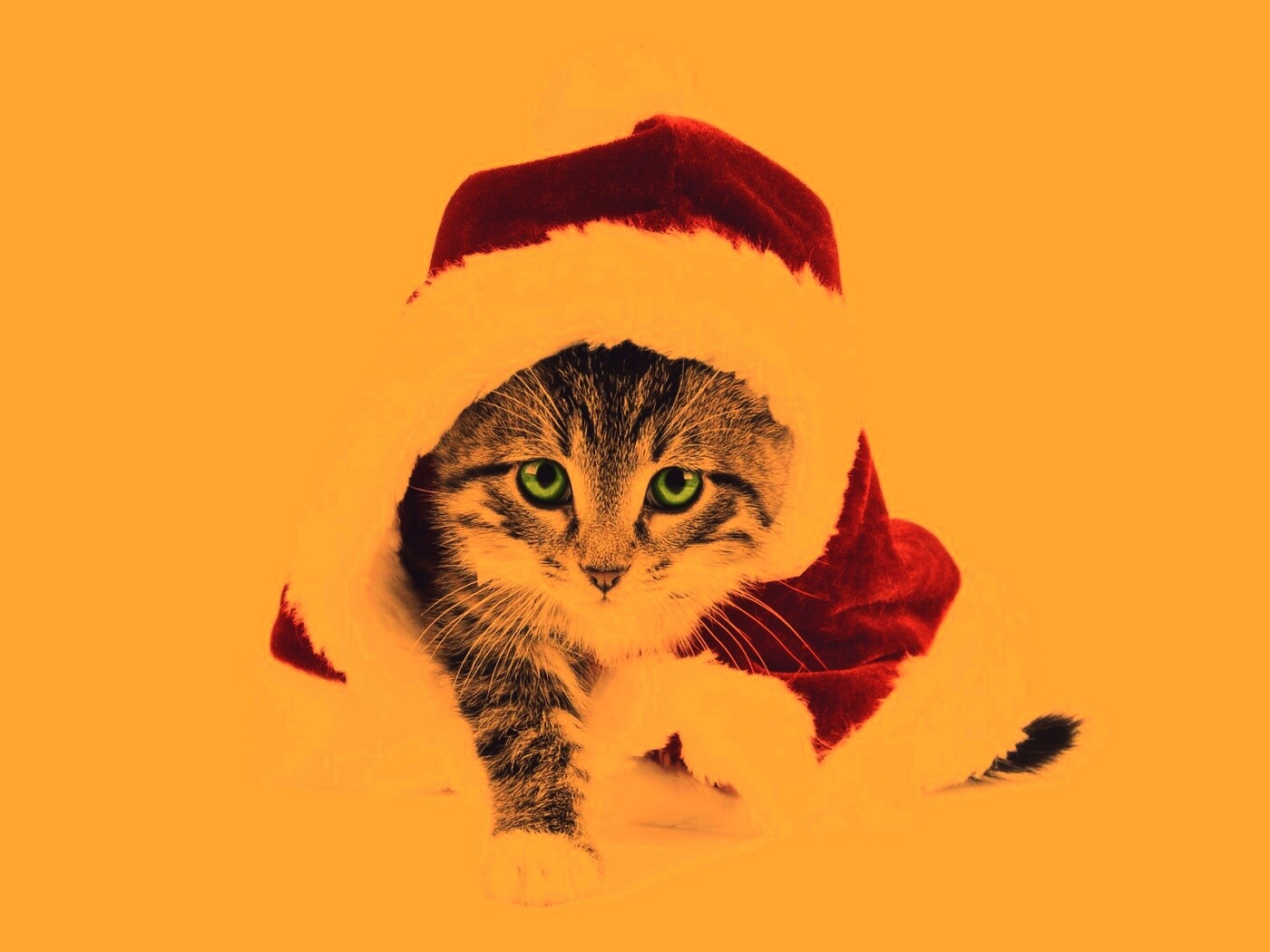 Новогодний кот обои