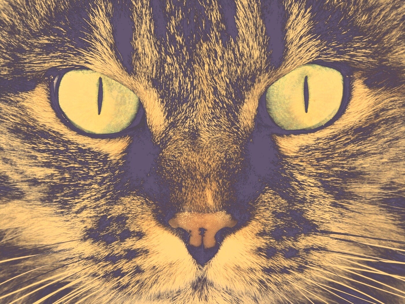 Кошачья морда обои