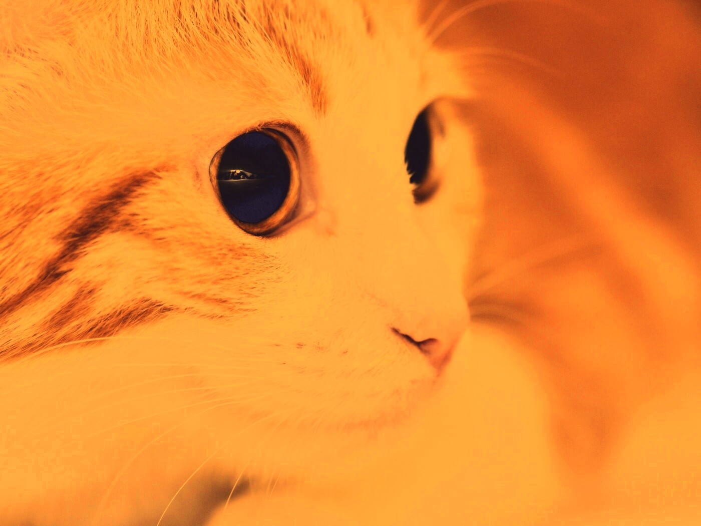 Кот с большими глазами обои