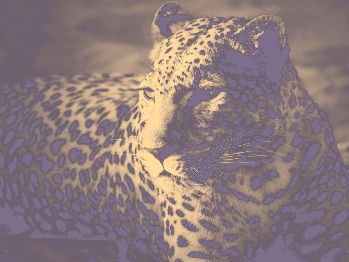 Леопард обои