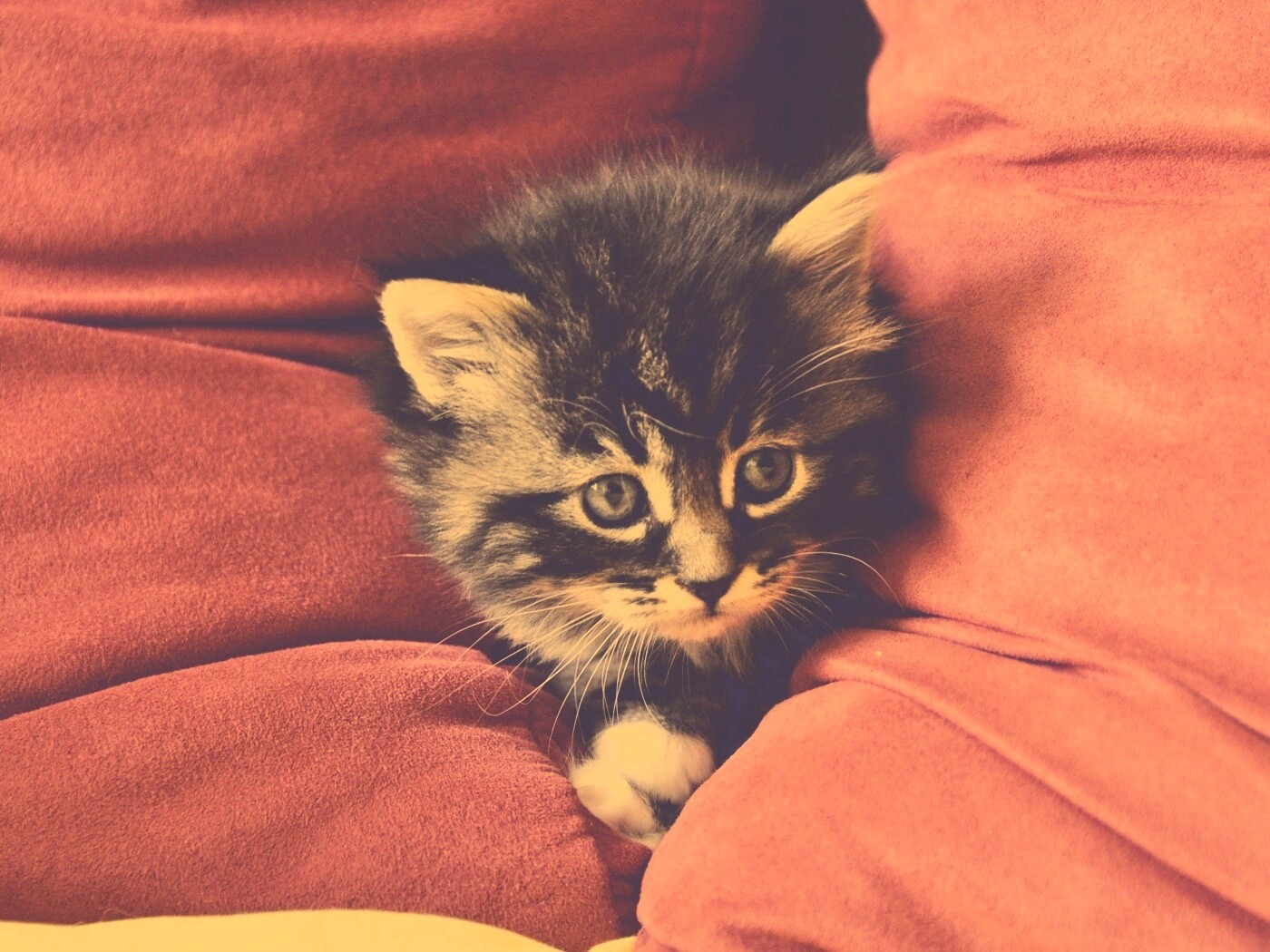 Котенок в подушках обои