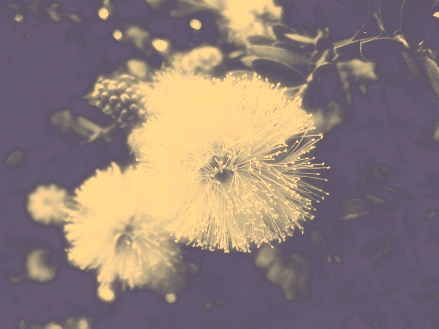 Сказочный цветок обои