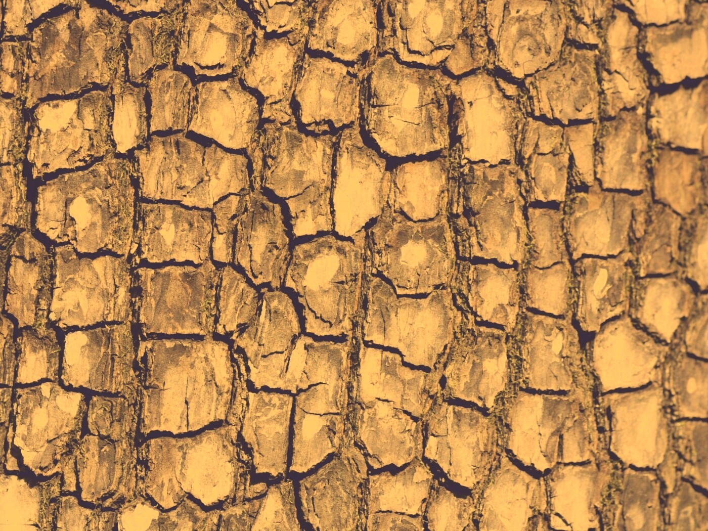 Кора дерева обои