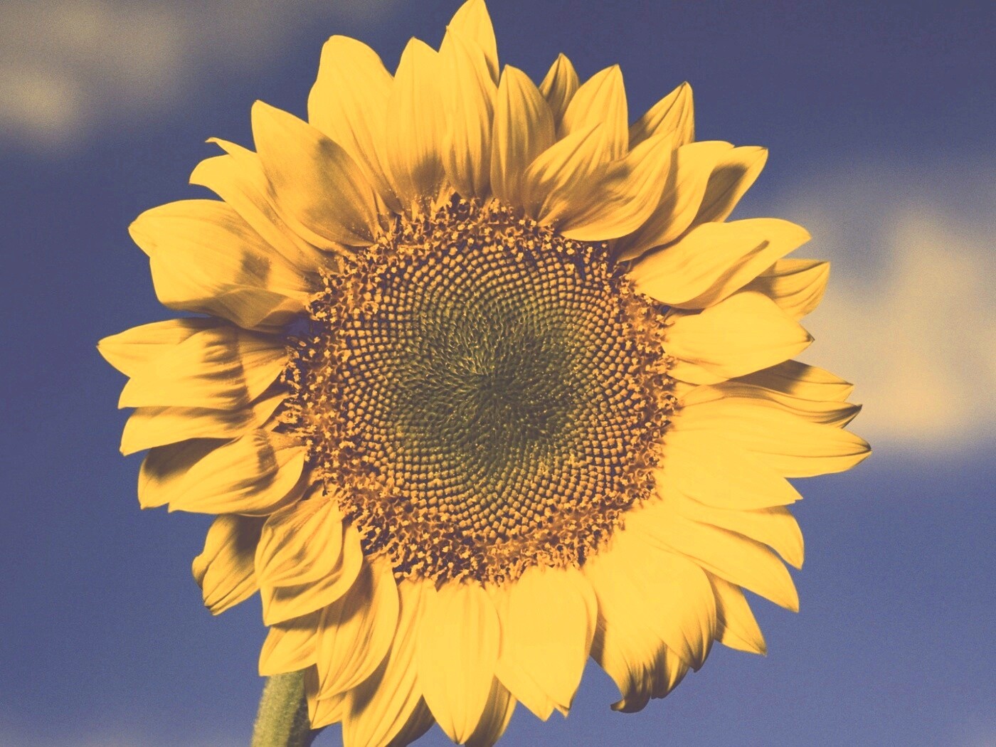 Солнечный цветок обои