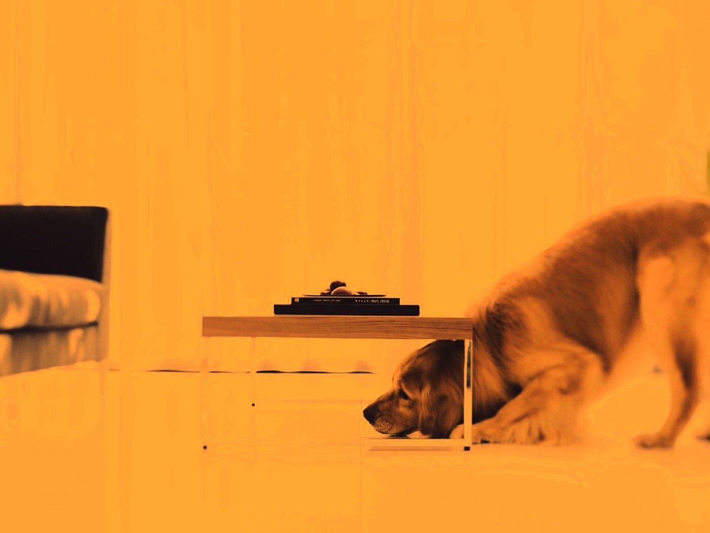 Большая собака под маленький столик обои