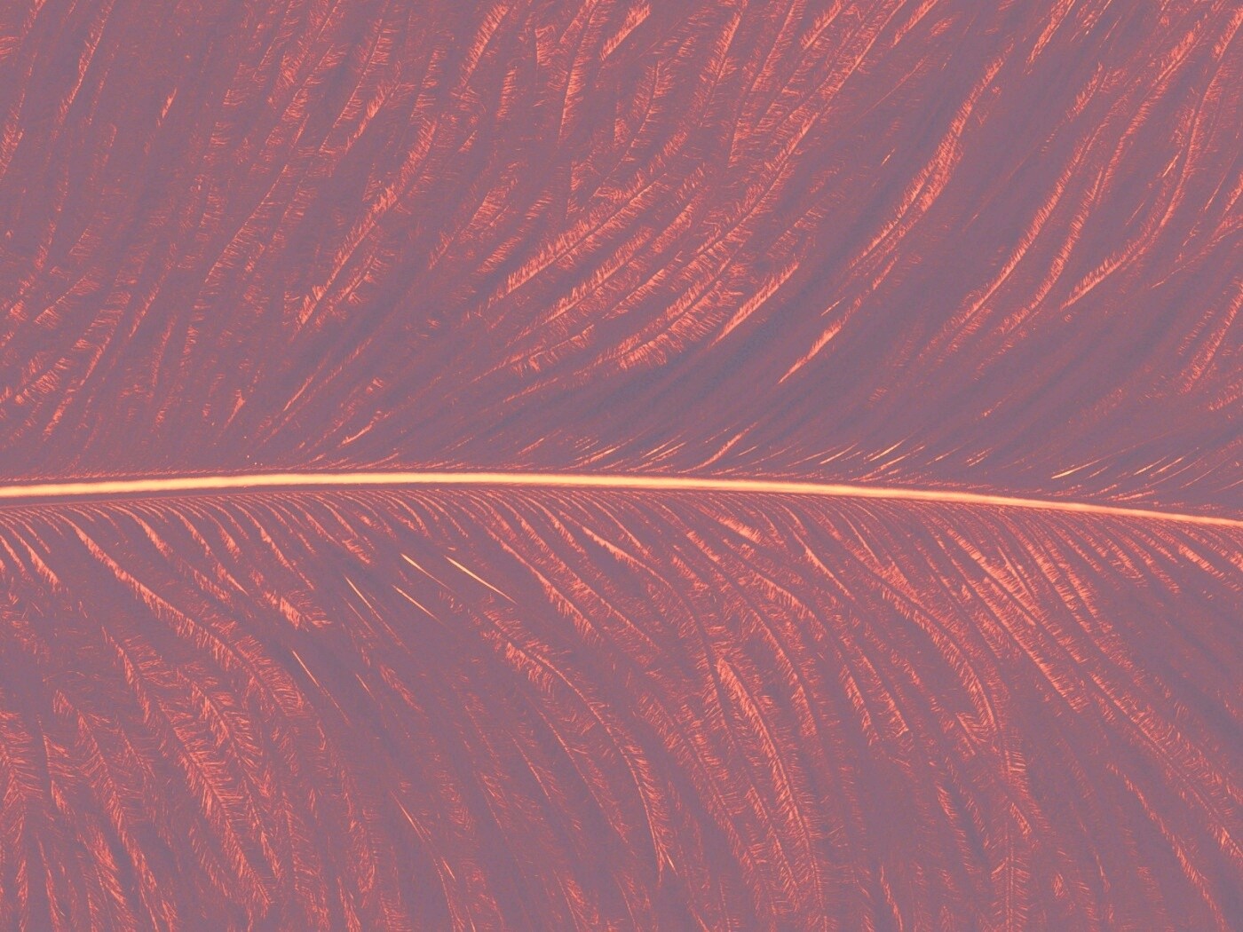 Перо попугая обои