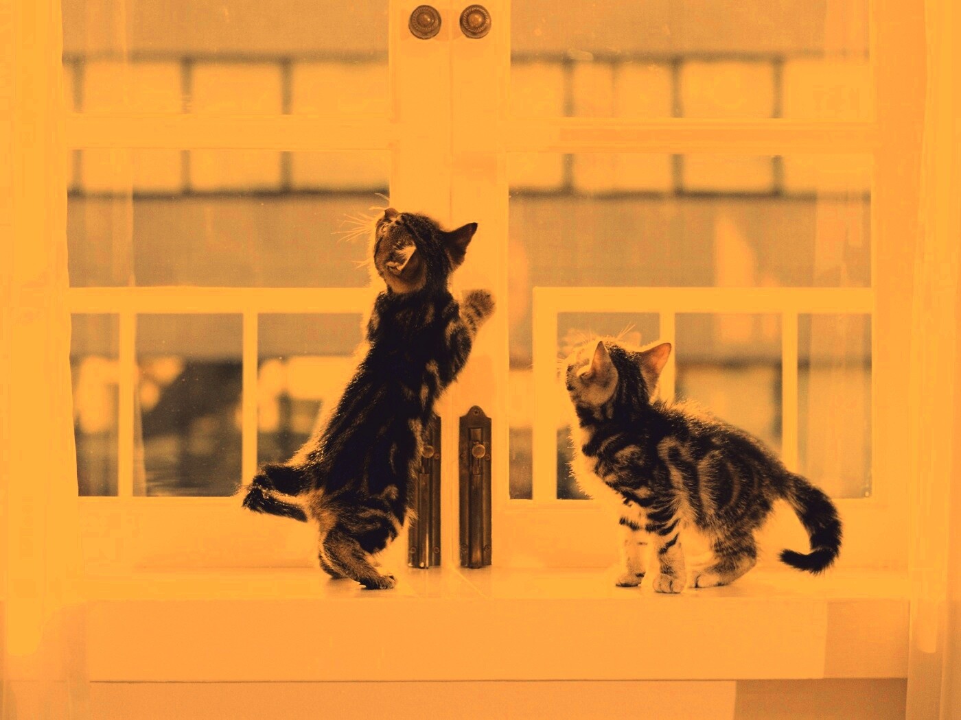 Котята у окна обои