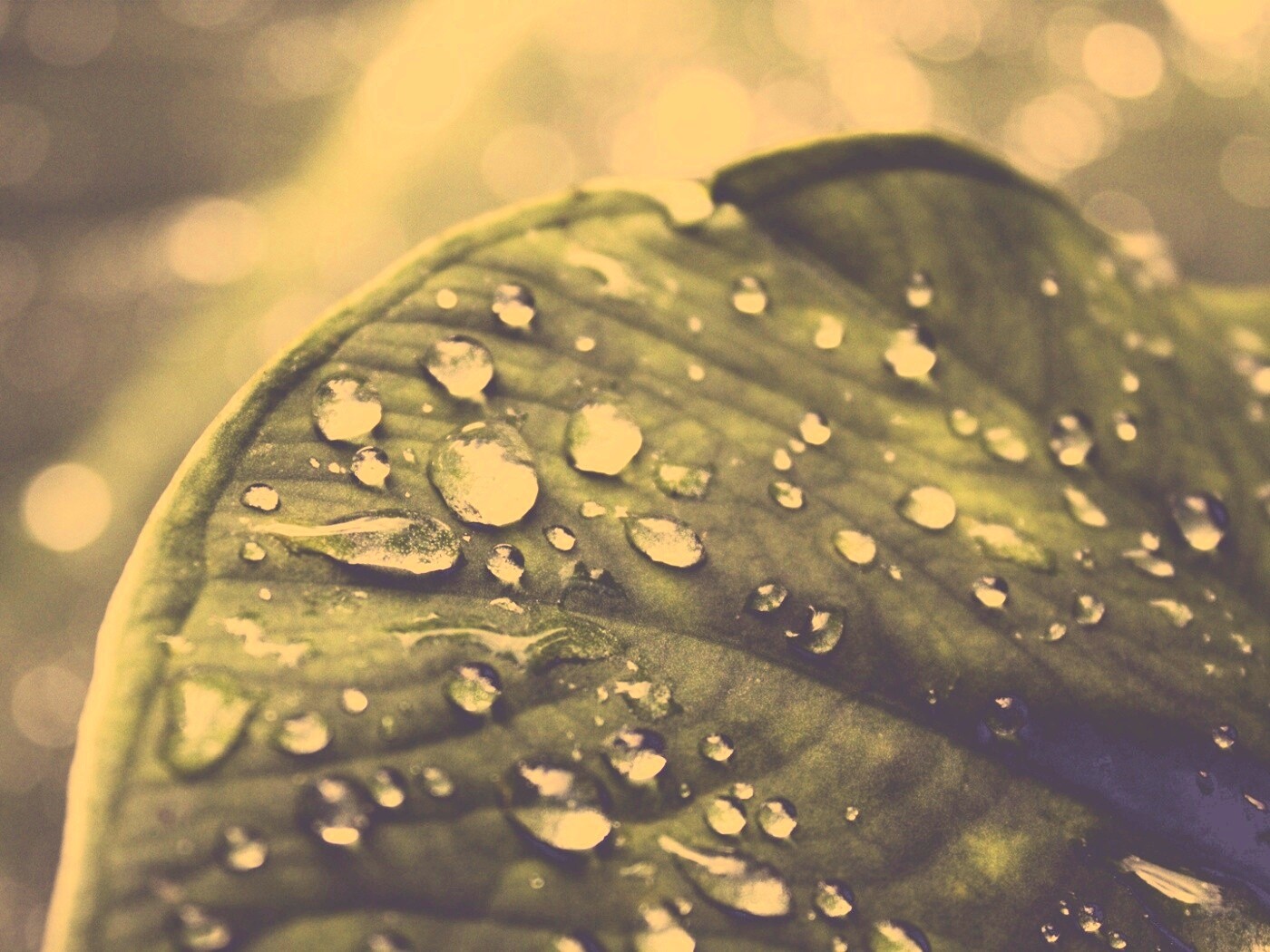 Роса на листке обои