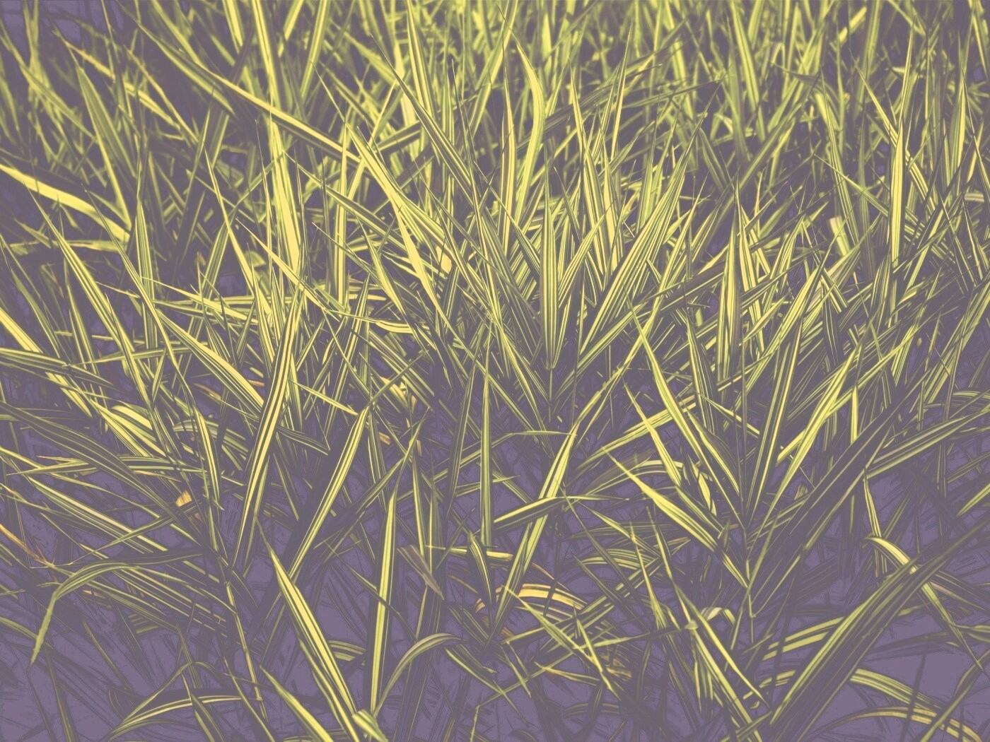 Дикая трава обои