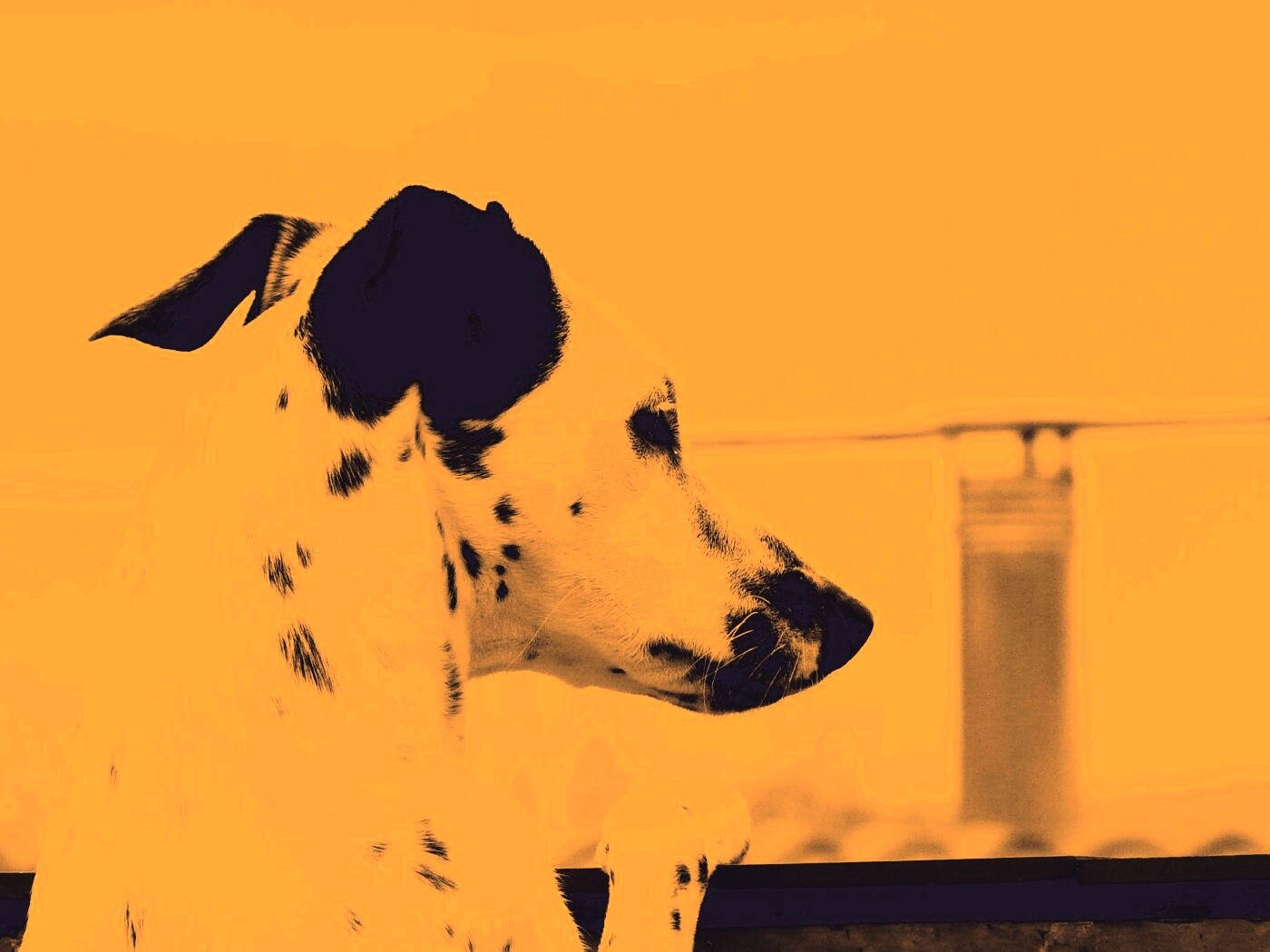 Долматинец смотрит вдаль обои